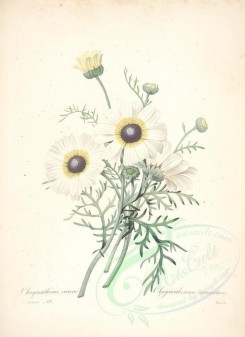 white_flowers-01146 - chrysanthemum carinatum [4718x6476]