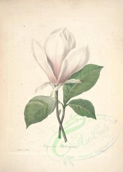 white_flowers-01154 - magnolia soulangiana [4954x6912]
