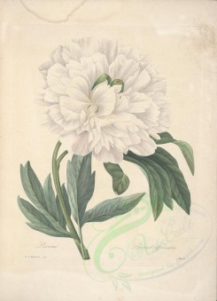 white_flowers-01158 - paeonia officinalis [5340x7384]