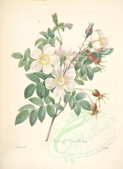 white_flowers-01163 - Rose de Candolle [4718x6476]