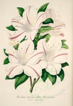 white_flowers-01171 - azalea indica alba [4170x6058]