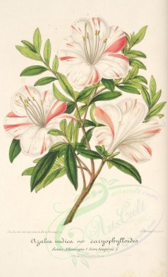 white_flowers-01186 - azalea indica caryophylloides [1398x2298]