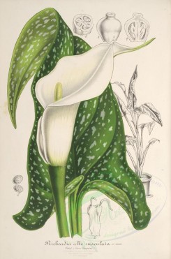white_flowers-01210 - richardia albo-maculata [3882x5877]