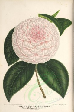 white_flowers-01237 - camellia constantin tretiakoff [3846x5821]