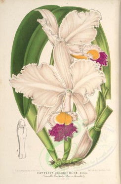 white_flowers-01239 - cattleya quadricolor [3916x5941]