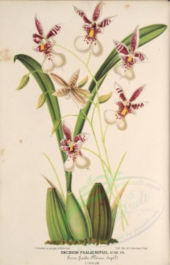 white_flowers-01253 - oncidium phalaenopsis [3764x5873]
