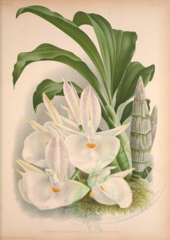 white_flowers-01291 - catasetum bungerothi pottsinaum [3806x5362]