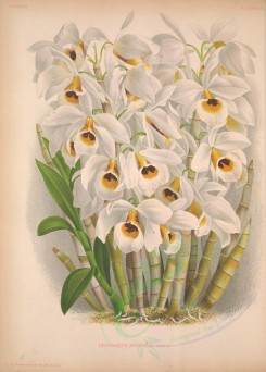 white_flowers-01301 - dendrobium bensoniae [3794x5296]