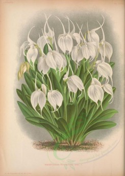 white_flowers-01303 - masdevallia tovarensis [3804x5331]