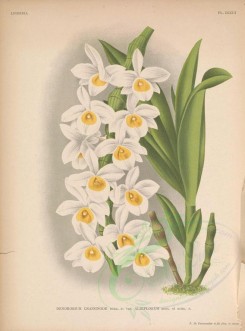 white_flowers-01312 - dendrobium crassinode albiflorum [4525x6114]