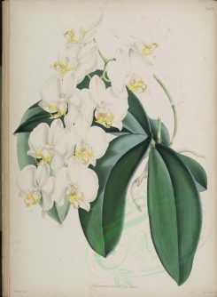 white_flowers-01317 - phalaenopsis grandiflora auerea [3762x5127]
