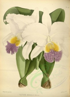 white_flowers-01323 - cattleya mendelii bella [3330x4593]