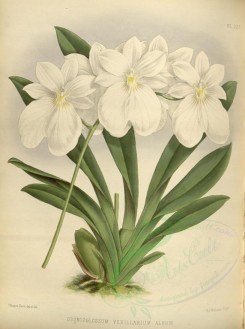 white_flowers-01325 - odontoglossum vexillarium album [3345x4484]