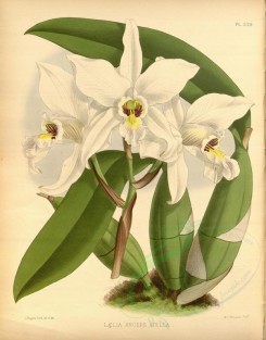 white_flowers-01328 - laelia anceps stella [3524x4495]