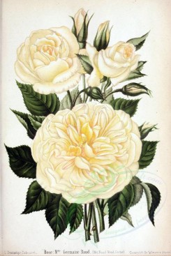 white_flowers-01335 - 005-Rose - Melle Germaine Raud [2639x3950]