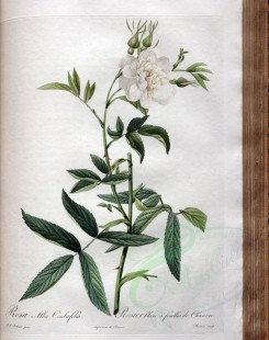 white_flowers-01340 - rosa alba cimbaefolia [3400x4300]