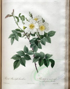 white_flowers-01350 - rosa brevistyla leucochroa [3400x4300]