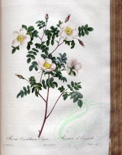 white_flowers-01352 - rosa candolleana elegans [3400x4300]