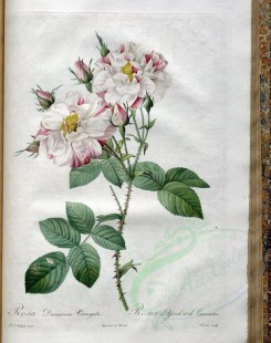 white_flowers-01360 - rosa damascena variegata [3400x4300]