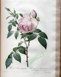 white_flowers-01365 - rosa indica fragrans [3400x4300]