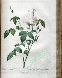 white_flowers-01366 - rosa indica subalba [3400x4300]