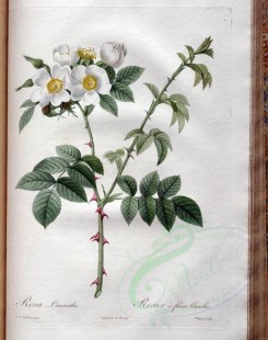 white_flowers-01367 - rosa leucantha [3400x4300]
