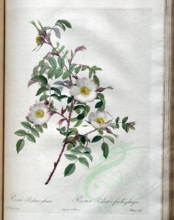 white_flowers-01377 - rosa redutea glauca [3400x4300]