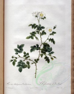 white_flowers-01379 - rosa rubiginosa vaillantiana [3400x4300]
