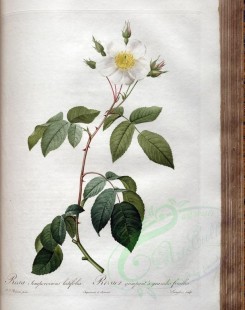 white_flowers-01381 - rosa sempervirens latifolia [3400x4300]