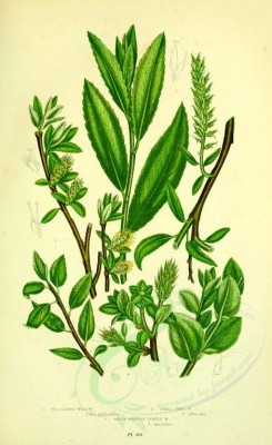 willow-00060 - 073-Tea-leaved Willow, Small Tree Willow, Green Whortle-leaved Willow, salix phylicifolia, salix arbuscula, salix myrsinites [2193x3577]