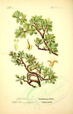 willow-00078 - salix retusa, salix serpyllifolia [2135x3324]