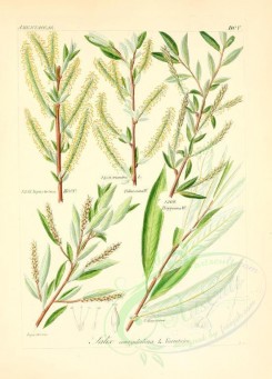 willow-00088 - salix amygdalina, 2 [2145x2986]