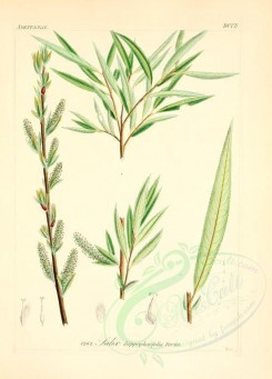 willow-00105 - salix hippophaefolia [2145x2986]