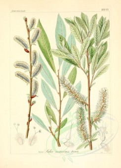 willow-00110 - salix mollissima [2145x2986]
