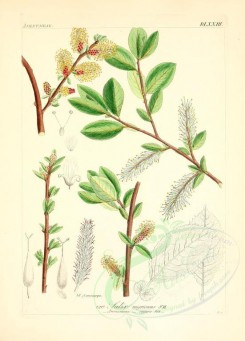 willow-00114 - salix nigricans [2145x2986]