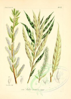 willow-00137 - salix undulata [2145x2986]