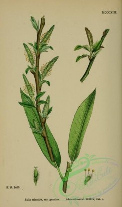 willow-00184 - Almond-leaved Willow, salix triandra genuina