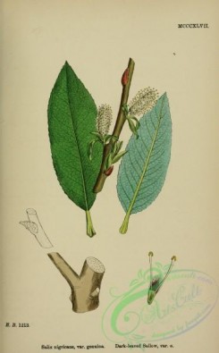 willow-00201 - Dark-leaved Sallow, salix nigricans genuina