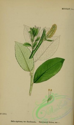 willow-00205 - Dark-leaved-Sallow, salix nigricans floribunda