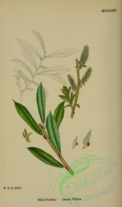 willow-00206 - Donian Willow, salix doniana