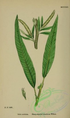 willow-00237 - Sharp-stipuled triandrous Willow, salix undulata