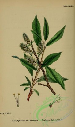 willow-00240 - Tea-leaved Sallow, salix phylicifolia borreriana