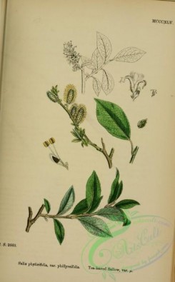 willow-00245 - Tea-leaved Sallow, salix phylicifolia phillyreifolia
