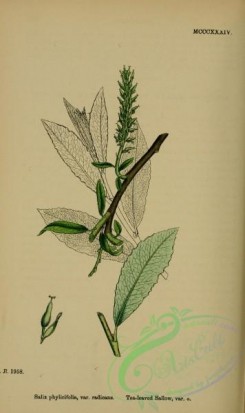 willow-00247 - Tea-leaved Sallow, salix phylicifolia radicans