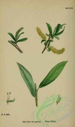 willow-00254 - White Willow, salix alba genuina