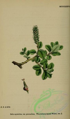 willow-00255 - Whortleberry-leaved Willow, salix myrsinites procumbens