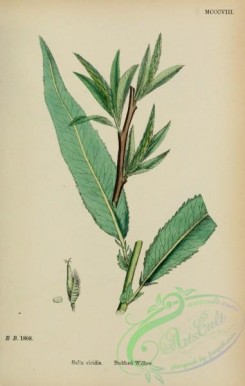 willow-00265 - Bedford Willow, salix viridis