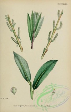 willow-00267 - Boyton Willow, salix purpurea lambertiana