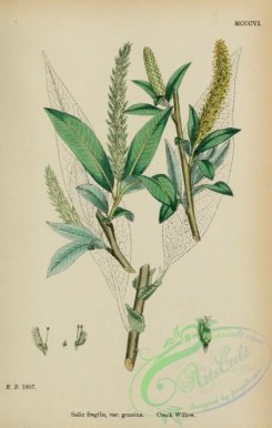 willow-00272 - Crack Willow, salix fragilis genuina