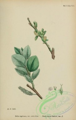 willow-00274 - Dark-leaved Sallow, salix nigricans cotinifolia